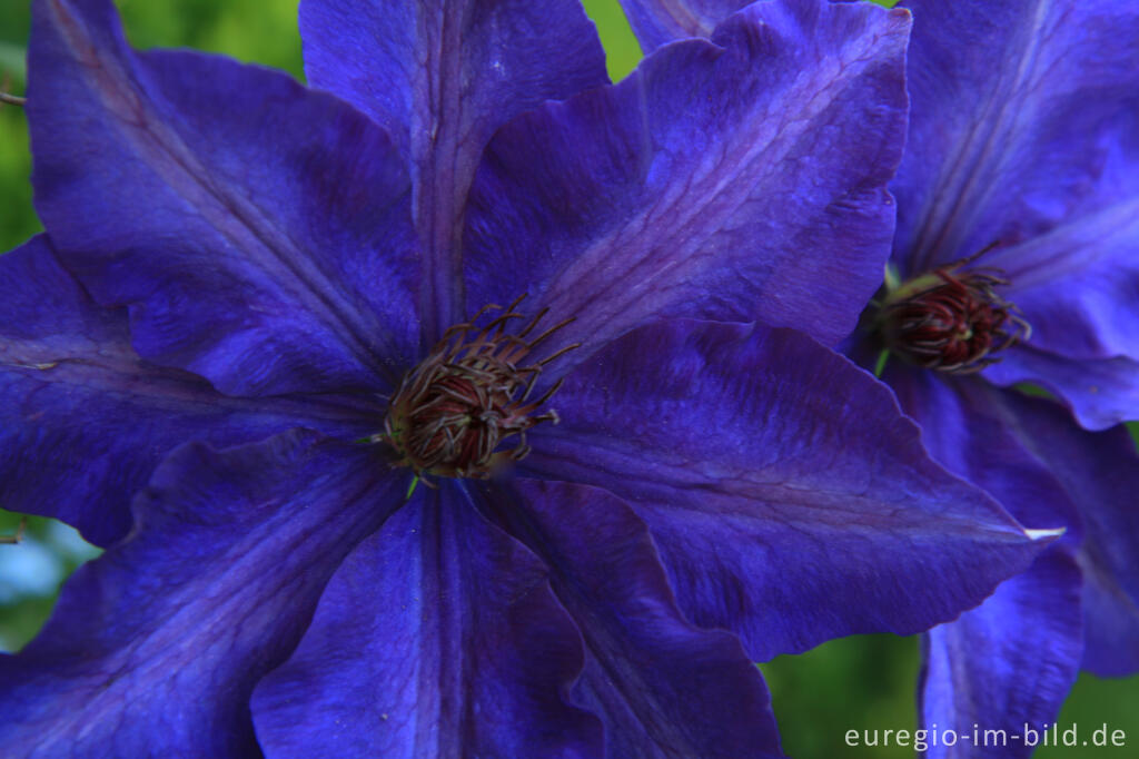 Detailansicht von Clematis  „The President“ 