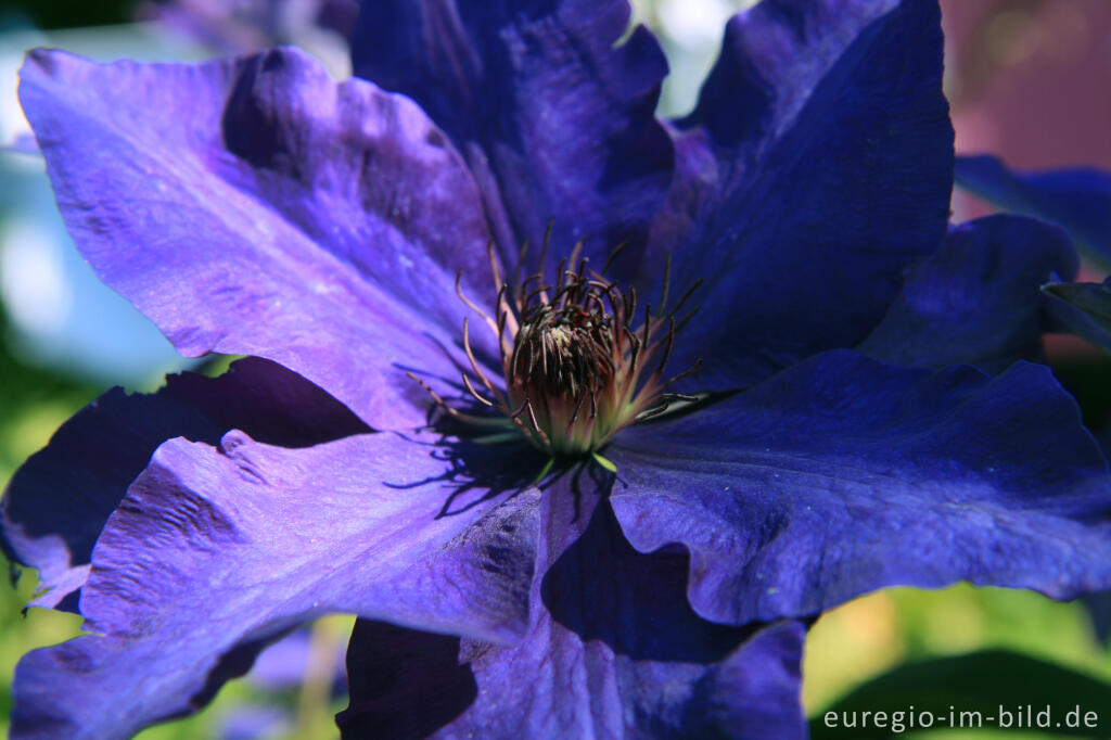 Detailansicht von Clematis  „The President“ 