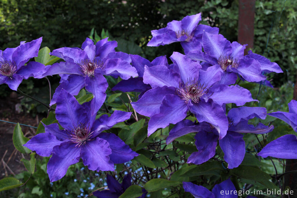 Detailansicht von Clematis  „The President“  