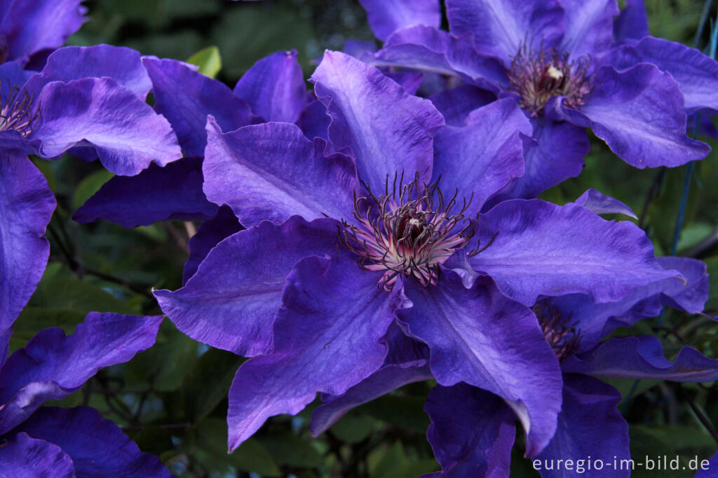 Detailansicht von Clematis  „The President“  