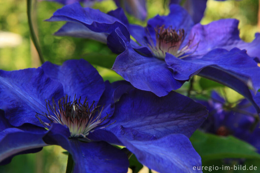 Detailansicht von Clematis  „The President“ 