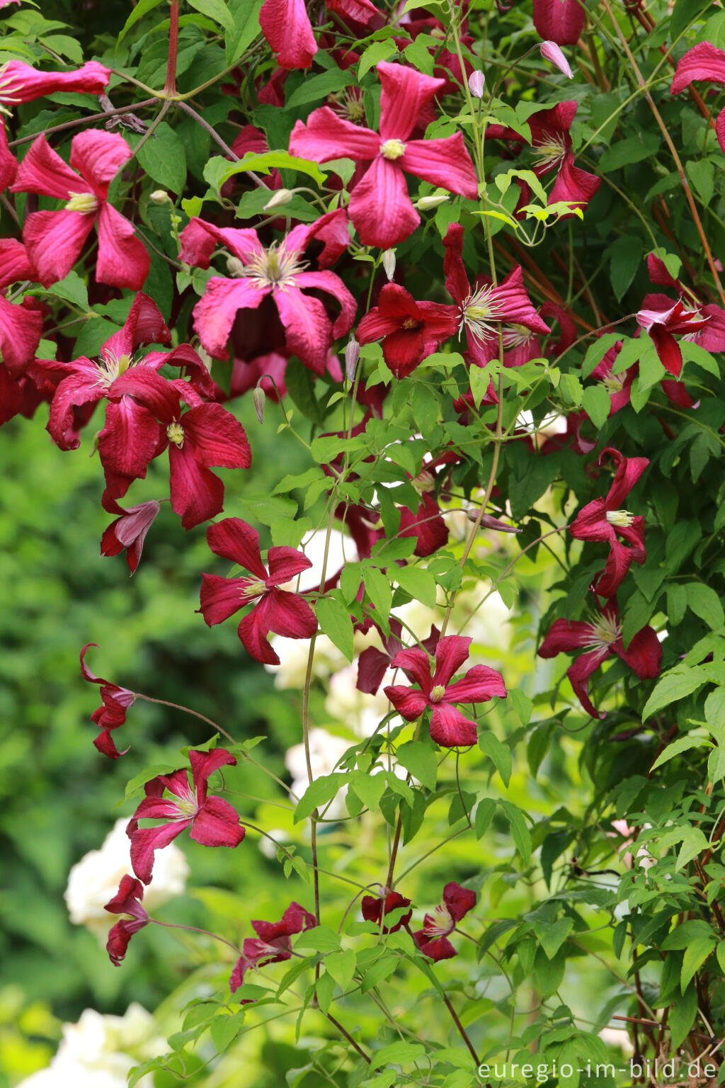 Detailansicht von Clematis viticella, Mme. Julia Correvon