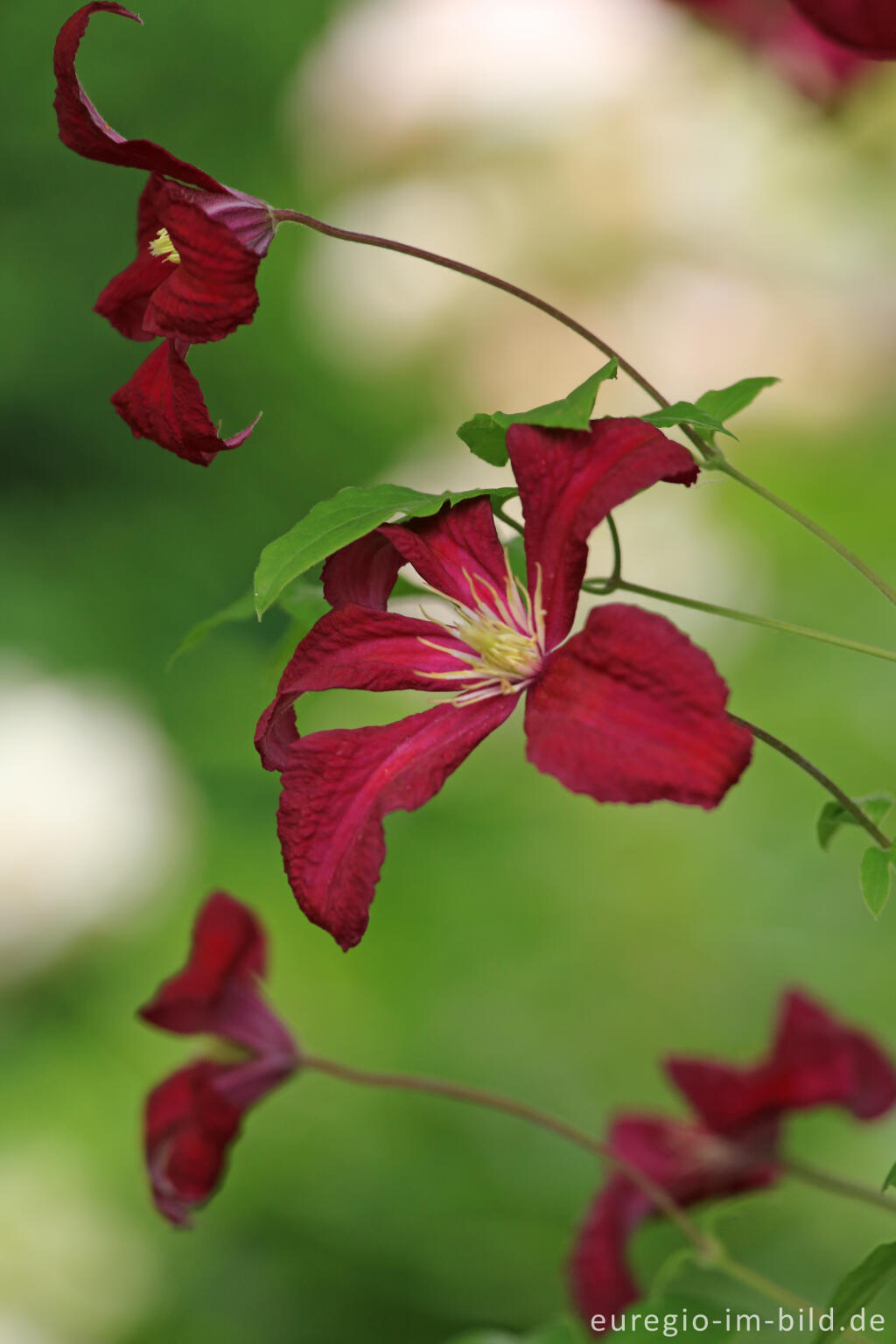 Detailansicht von Clematis viticella, Mme. Julia Correvon