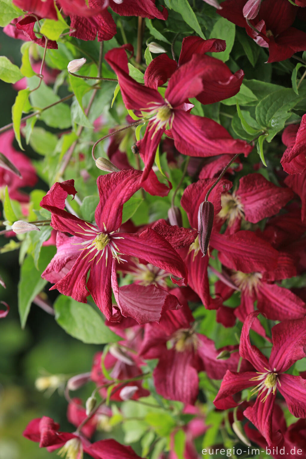 Detailansicht von Clematis viticella, Mme. Julia Correvon