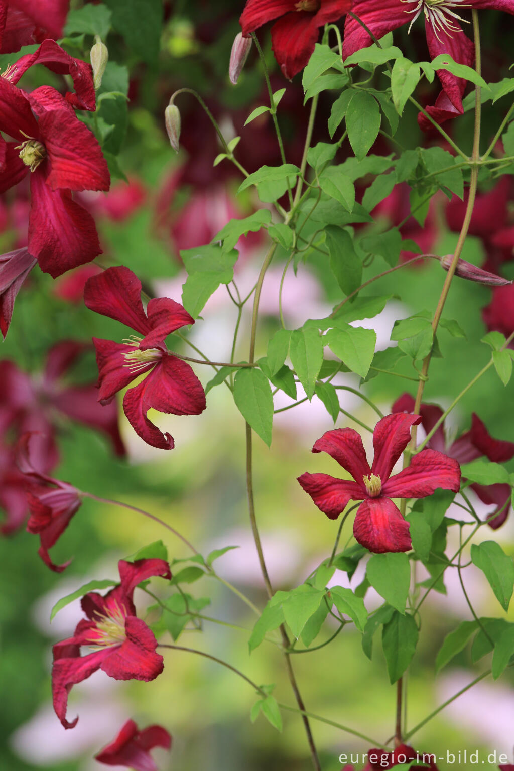 Detailansicht von Clematis viticella, Mme. Julia Correvon