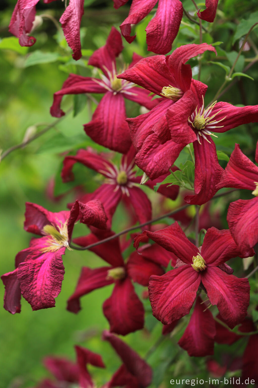 Detailansicht von Clematis viticella, Mme. Julia Correvon