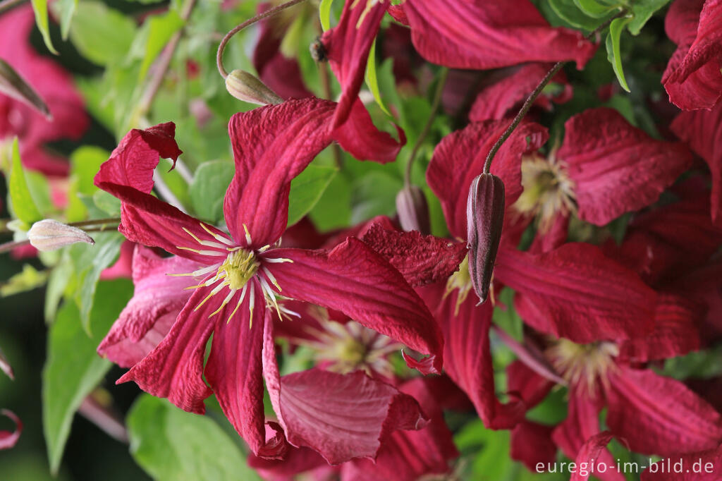 Detailansicht von Clematis viticella, Mme. Julia Correvon