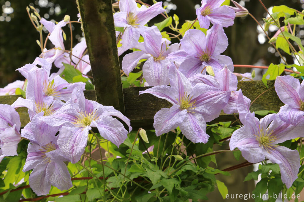 Detailansicht von Clematis