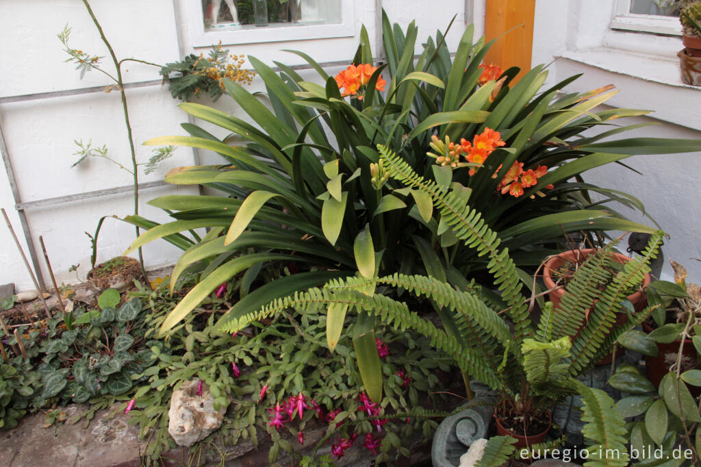 Detailansicht von Clivia minimata als Wintergartenpflanze