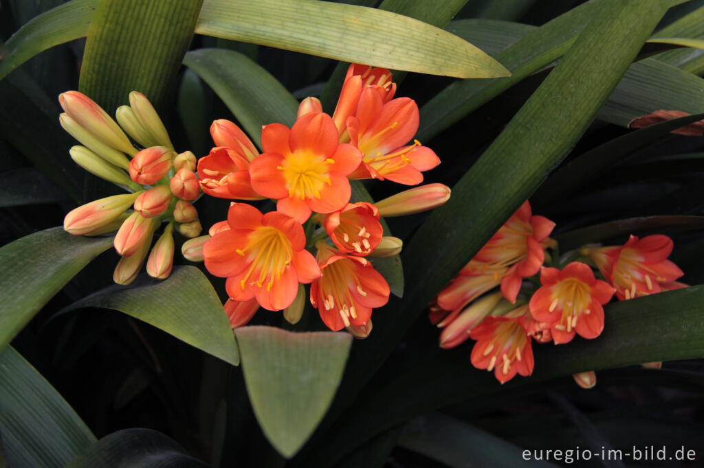 Detailansicht von Clivia minimata als Wintergartenpflanze