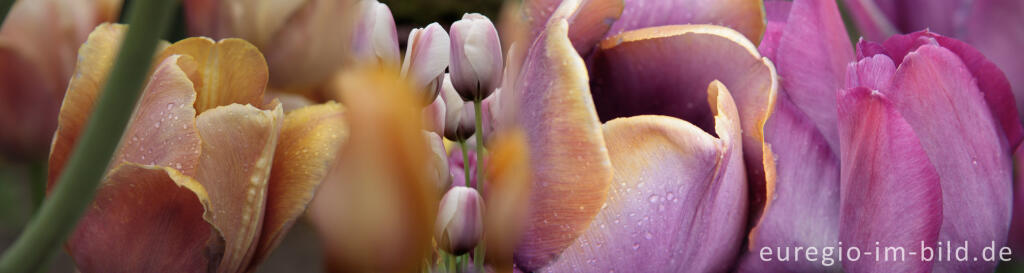 Detailansicht von Collage aus Breeder-Tulpen,  Panoramaformat