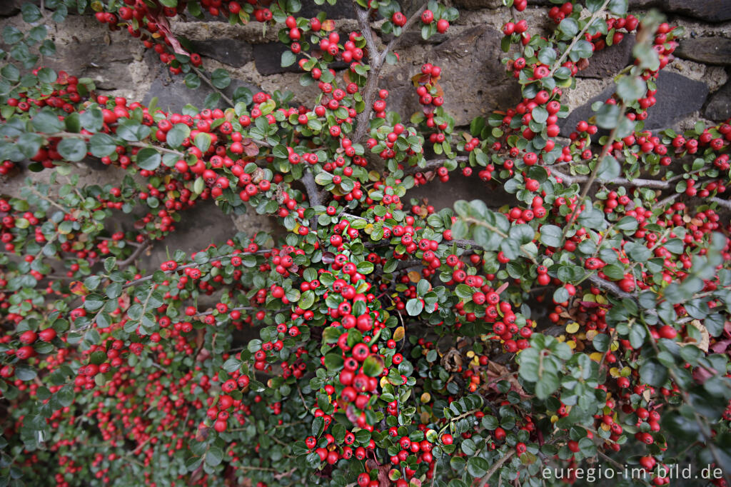 Cotoneaster mit roten Früchten