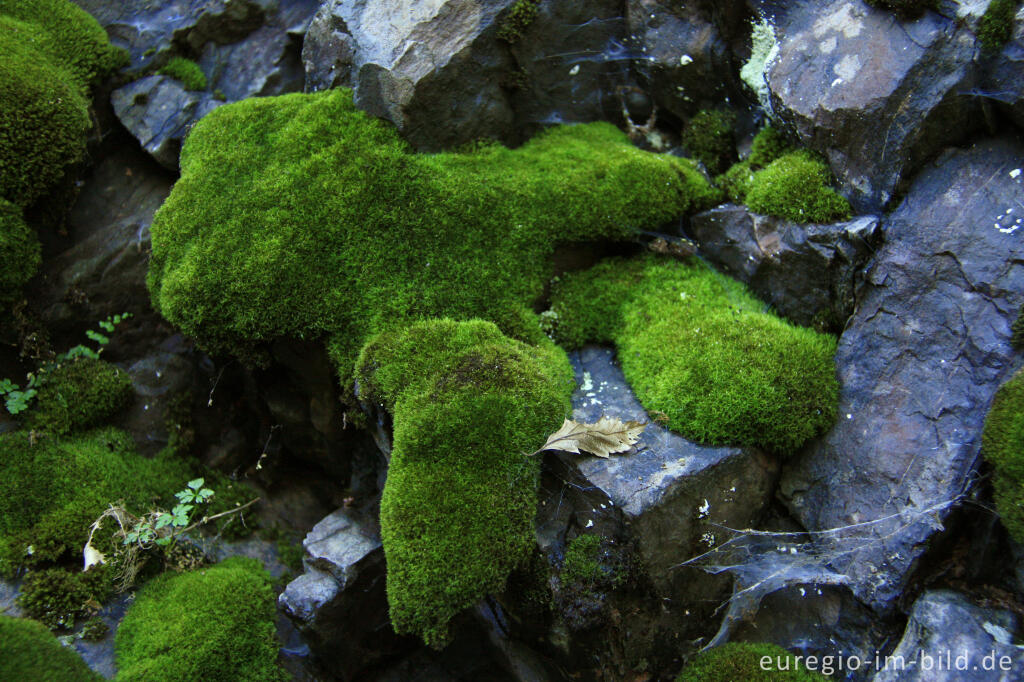 Detailansicht von Dach-Drehzahnmoos, Tortula ruralis, im Tal der Salm, Eifel