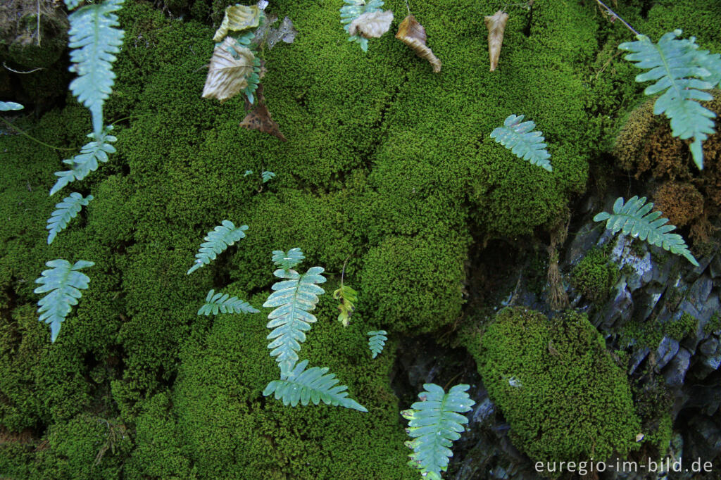 Detailansicht von Dach-Drehzahnmoos, Tortula ruralis und Gewöhnlicher Tüpfelfarn, Polypodium vulgare