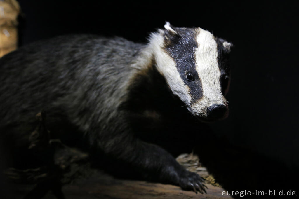 Detailansicht von Dachs in der Ausstellung "Waldgeheimnisse" im Nationalparktor Heimbach