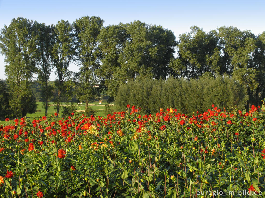 Detailansicht von Dahlien auf einem Blumenfeld, Soers bei Aachen