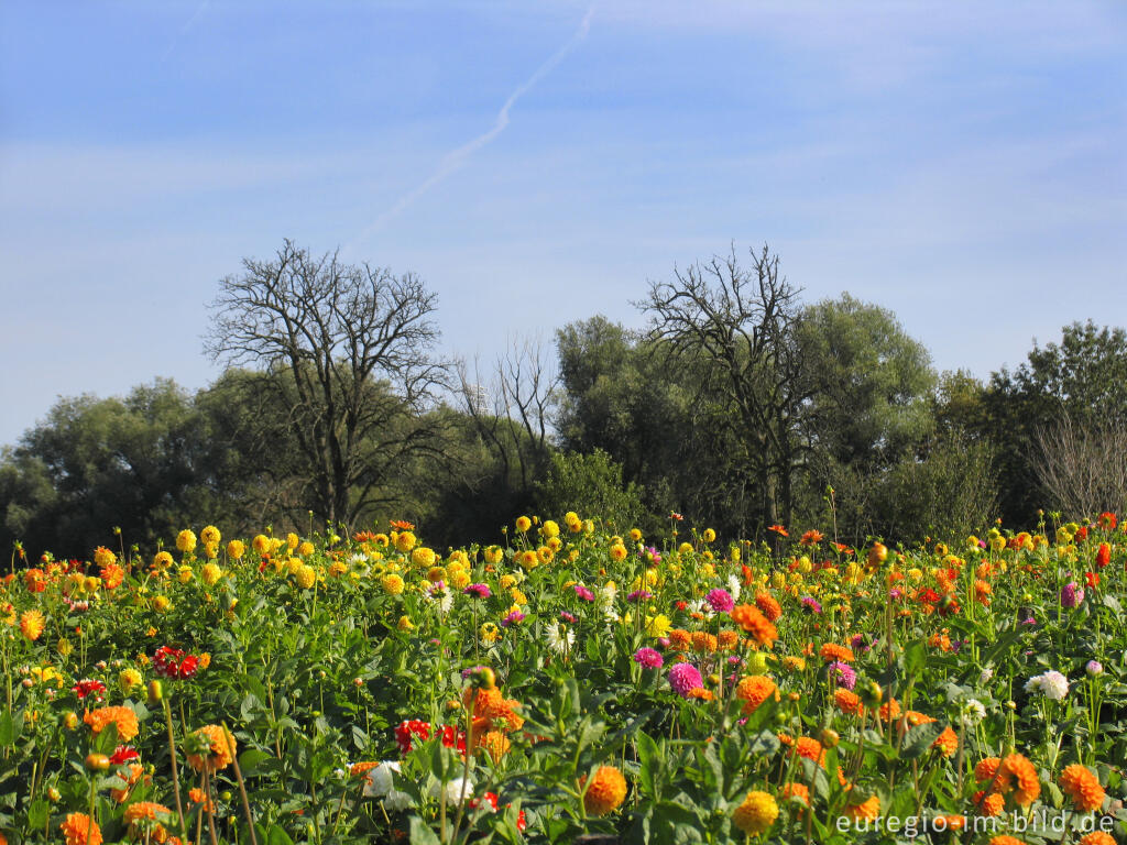 Detailansicht von Dahlien auf einem Blumenfeld, Soers bei Aachen