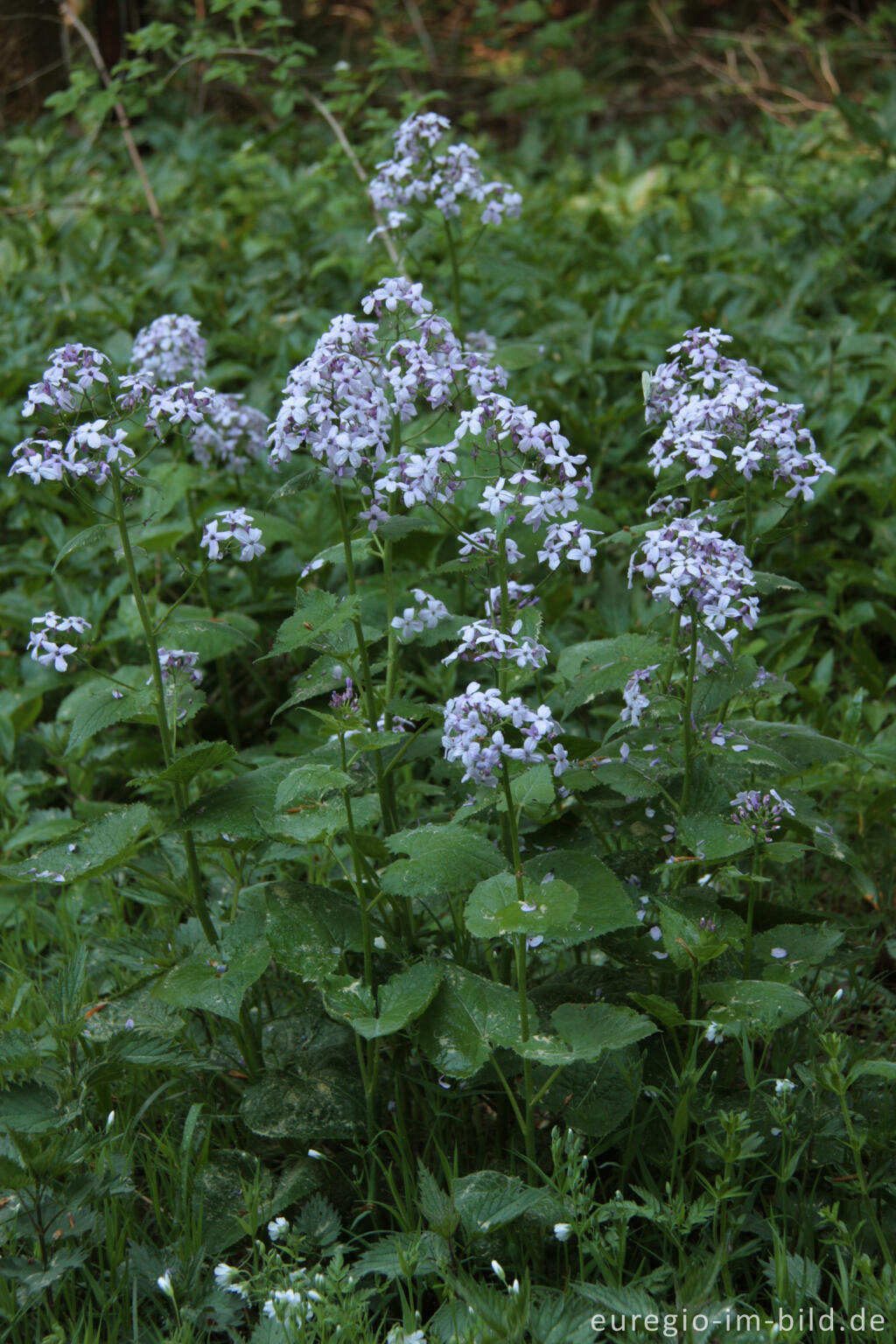 Das Ausdauernde Silberblatt, Lunaria rediviva, im Gerolsteiner Stadtwald in der Vulkaneifel