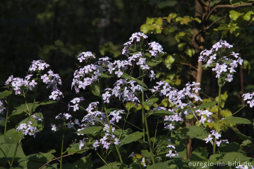 Detailansicht von Das Ausdauernde Silberblatt, Lunaria rediviva, im Gerolsteiner Stadtwald in der Vulkaneifel