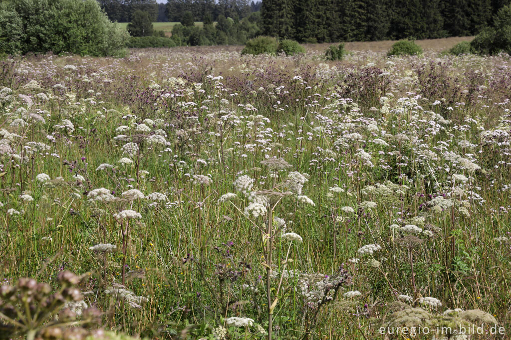 Detailansicht von Das Bosfagne in Blüte