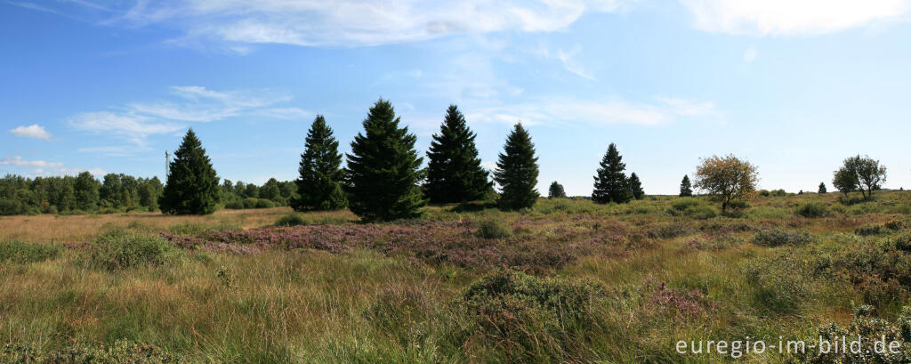 Detailansicht von Das Brackvenn im Hohen Venn, Panoramafoto