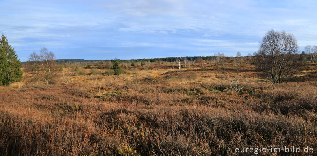 Detailansicht von Das Brackvenn im November