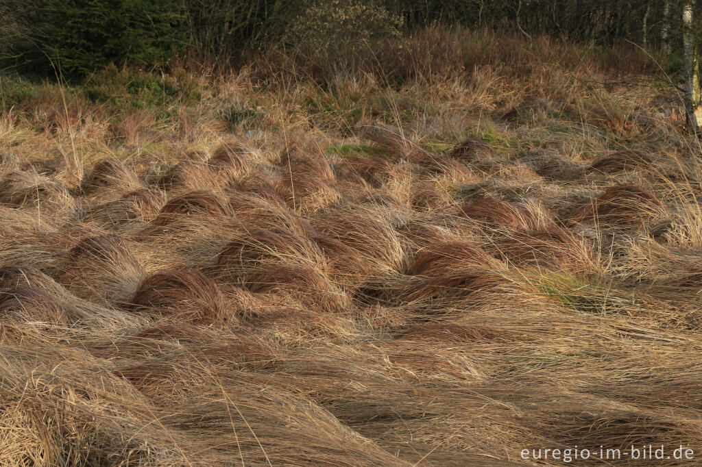 Detailansicht von Das Brackvenn im November