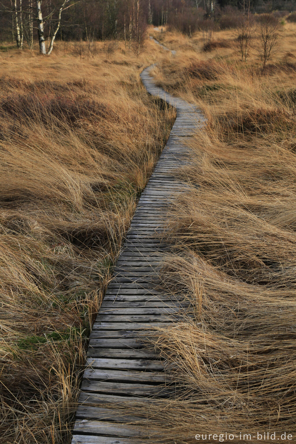 Detailansicht von Das Brackvenn im November