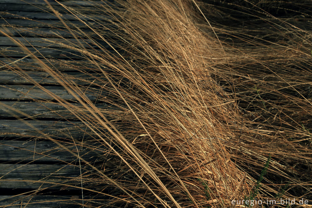 Detailansicht von Das Brackvenn im November