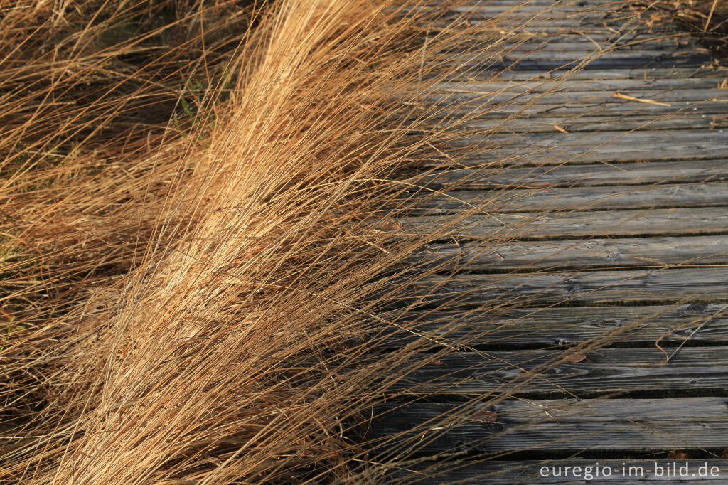 Detailansicht von Das Brackvenn im November