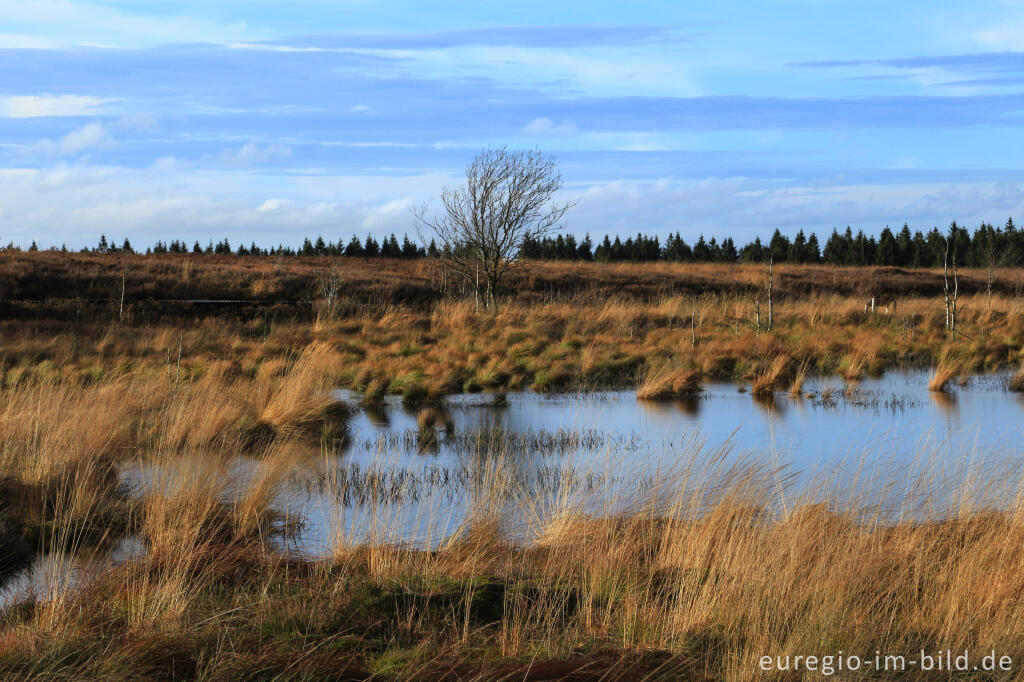 Detailansicht von Das Brackvenn im November