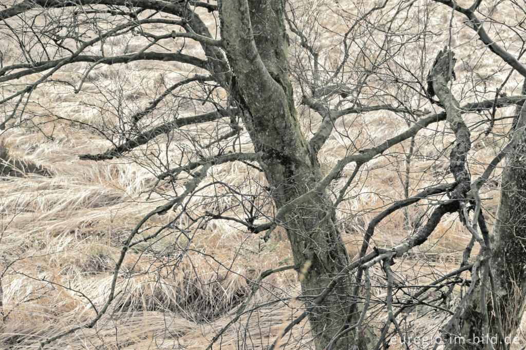 Detailansicht von Das Brackvenn im November