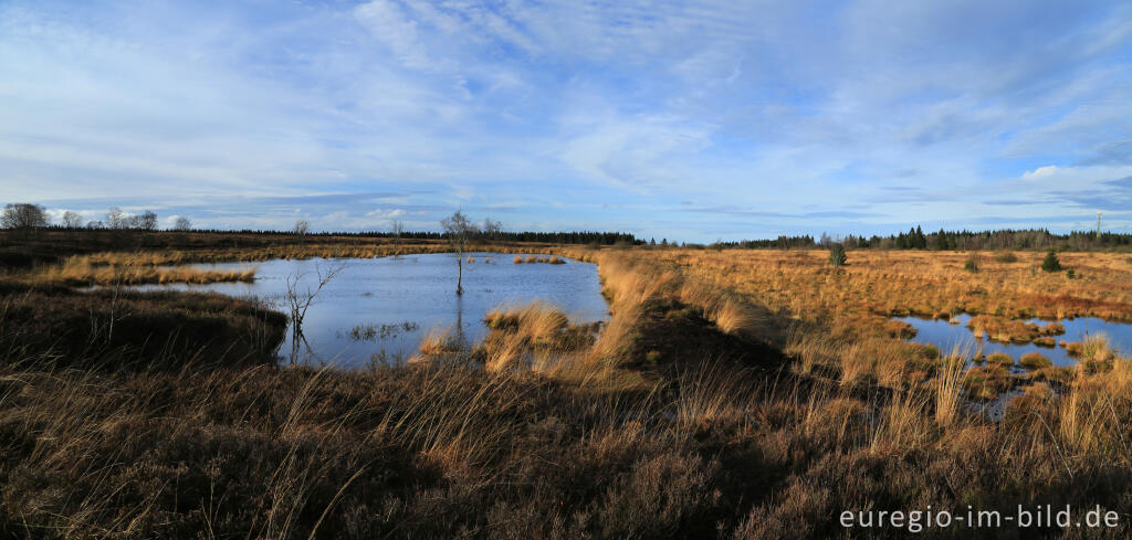 Detailansicht von Das Brackvenn im November