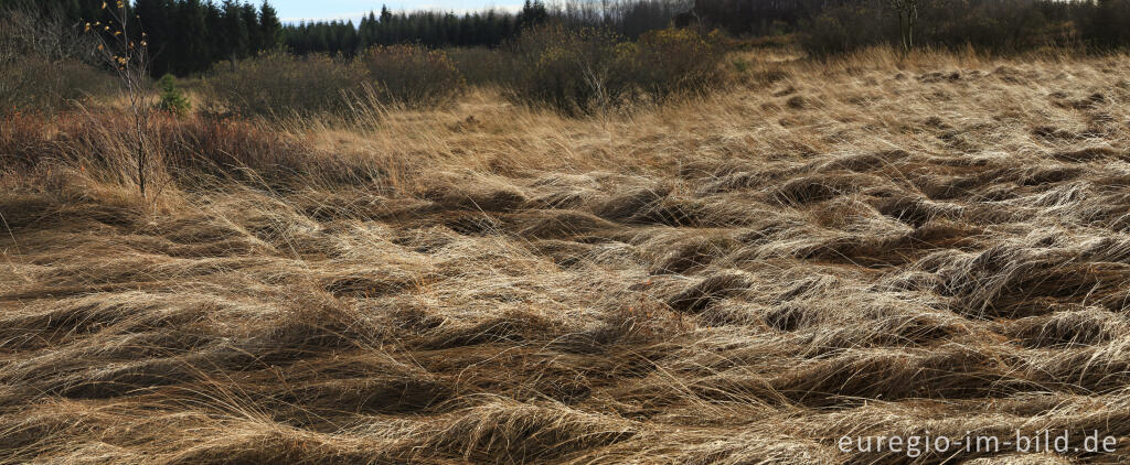 Detailansicht von Das Brackvenn im November