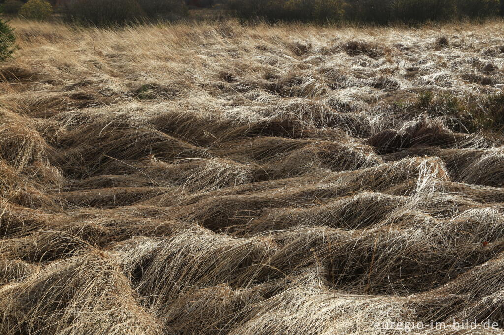 Detailansicht von Das Brackvenn im November