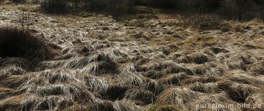 Detailansicht von Das Brackvenn im November