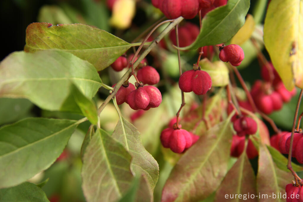 Das Europäische Pfaffenhütchen, Euonymus europaeus