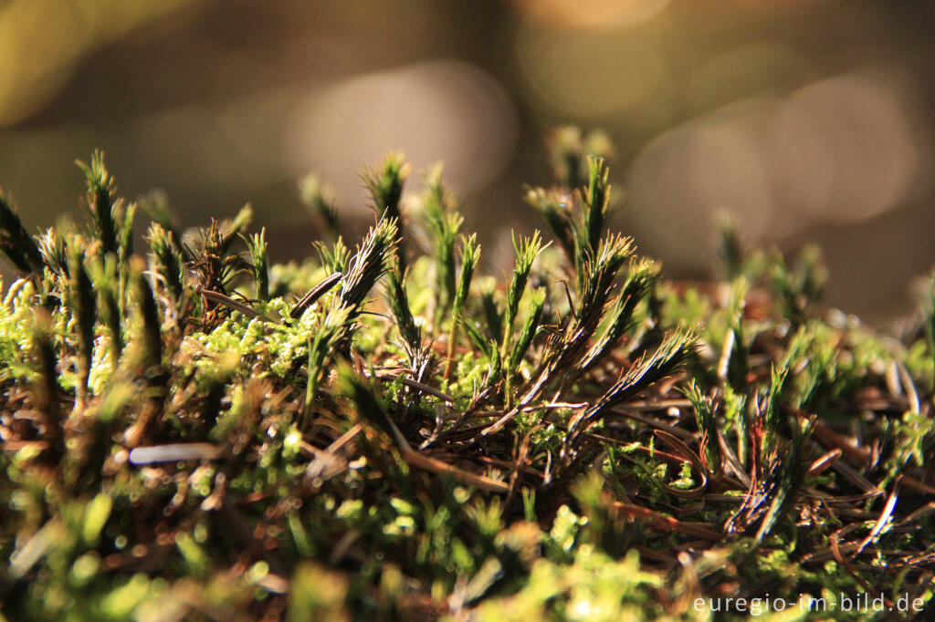 Detailansicht von Das Goldene Frauenhaarmoos, Polytrichum commune, bei trockenem Wetter