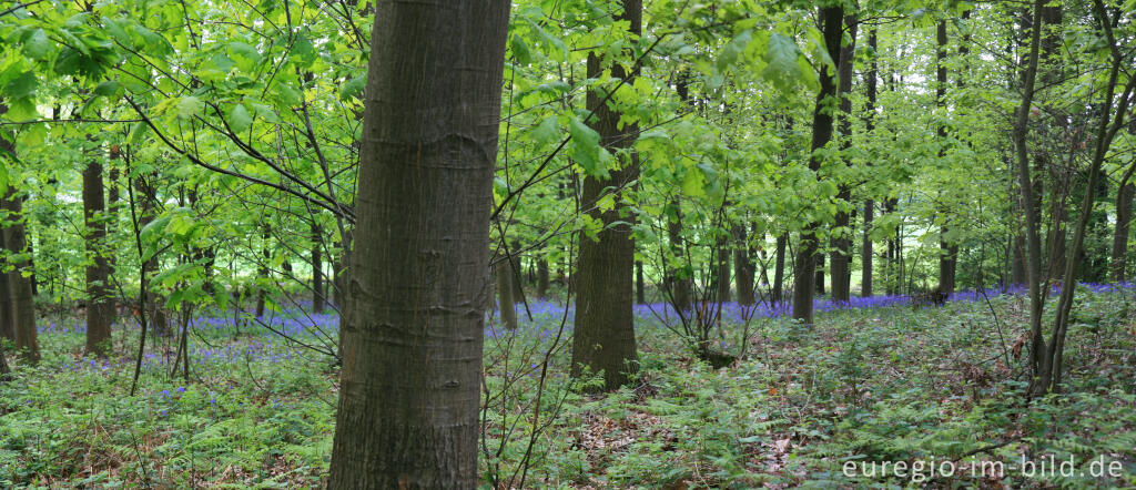 Detailansicht von Das Hasenglöckchen - im "Wald der blauen Blumen" bei Doveren