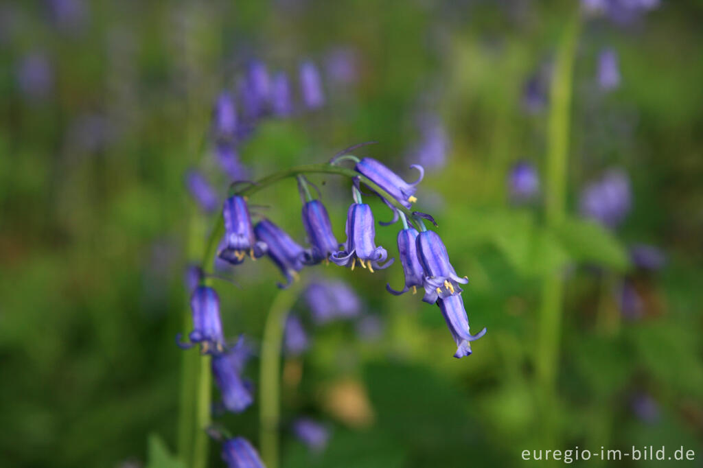 Detailansicht von Das Hasenglöckchen - im "Wald der blauen Blumen" bei Doveren