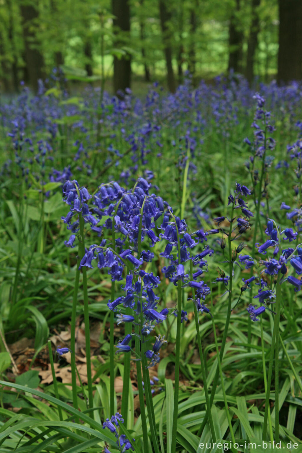 Detailansicht von Das Hasenglöckchen - im "Wald der blauen Blumen" bei Doveren