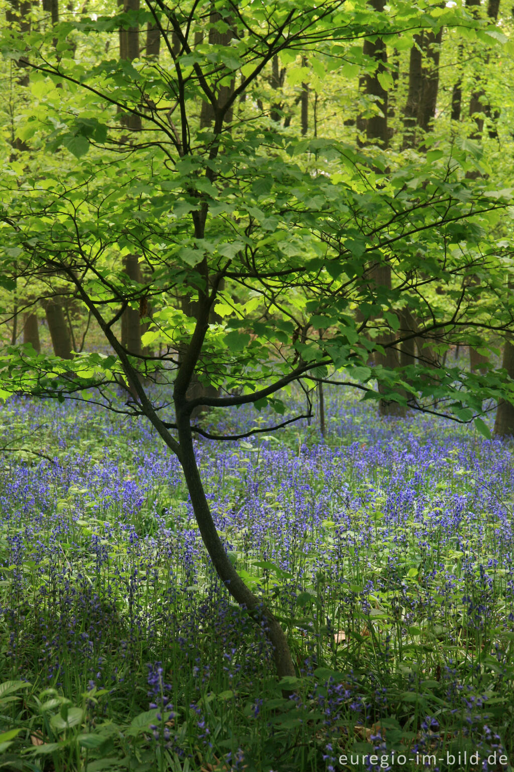 Detailansicht von Das Hasenglöckchen - im "Wald der blauen Blumen" bei Doveren