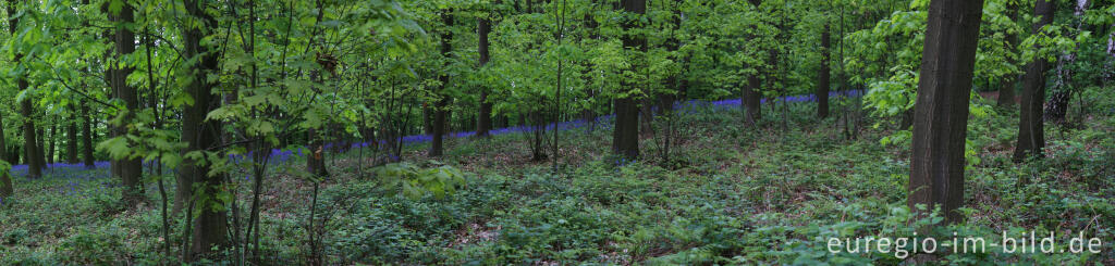 Das Hasenglöckchen - im "Wald der blauen Blumen" bei Doveren