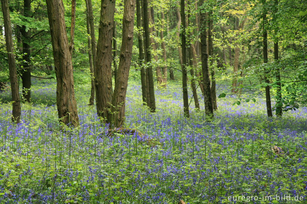 Detailansicht von Das Hasenglöckchen - im "Wald der blauen Blumen" bei Doveren