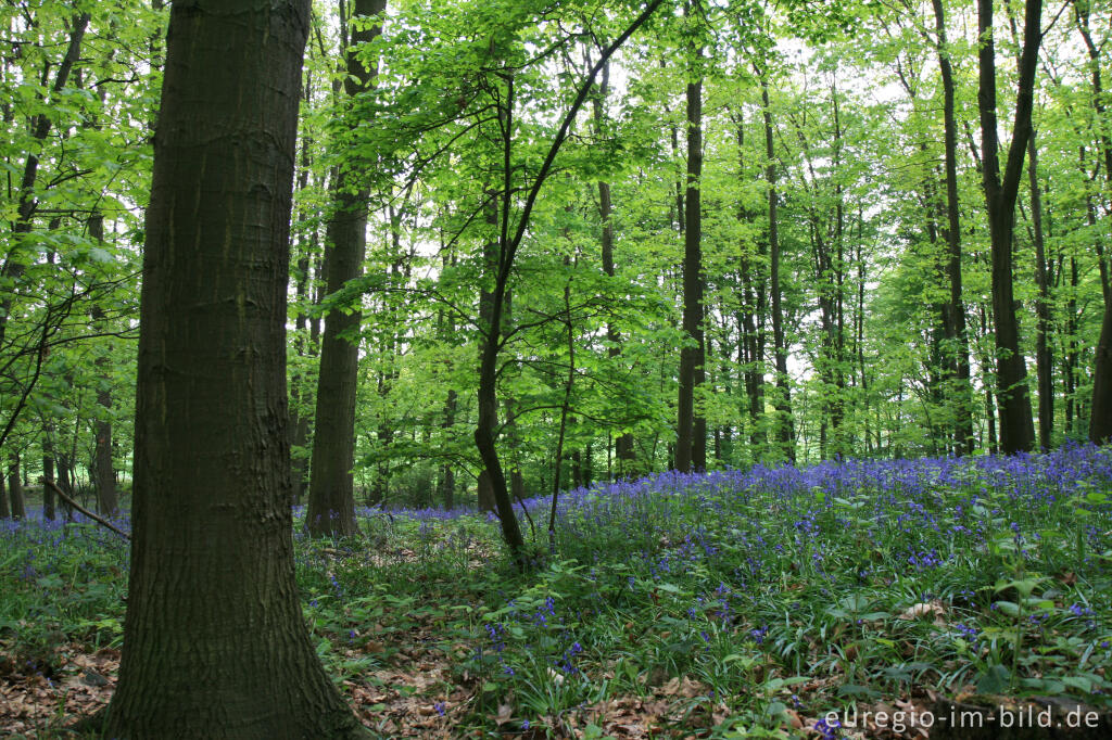 Detailansicht von Das Hasenglöckchen - im "Wald der blauen Blumen" bei Doveren