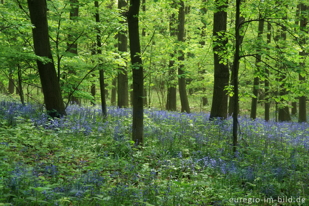 Detailansicht von Das Hasenglöckchen - im "Wald der blauen Blumen" bei Doveren