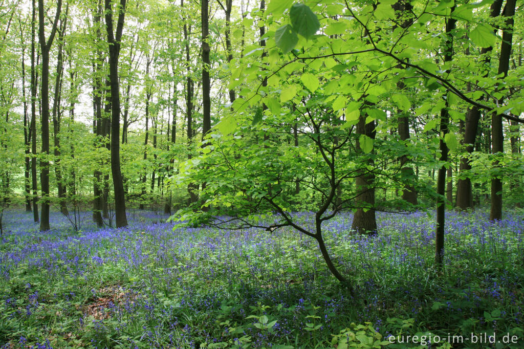 Detailansicht von Das Hasenglöckchen - im "Wald der blauen Blumen" bei Doveren