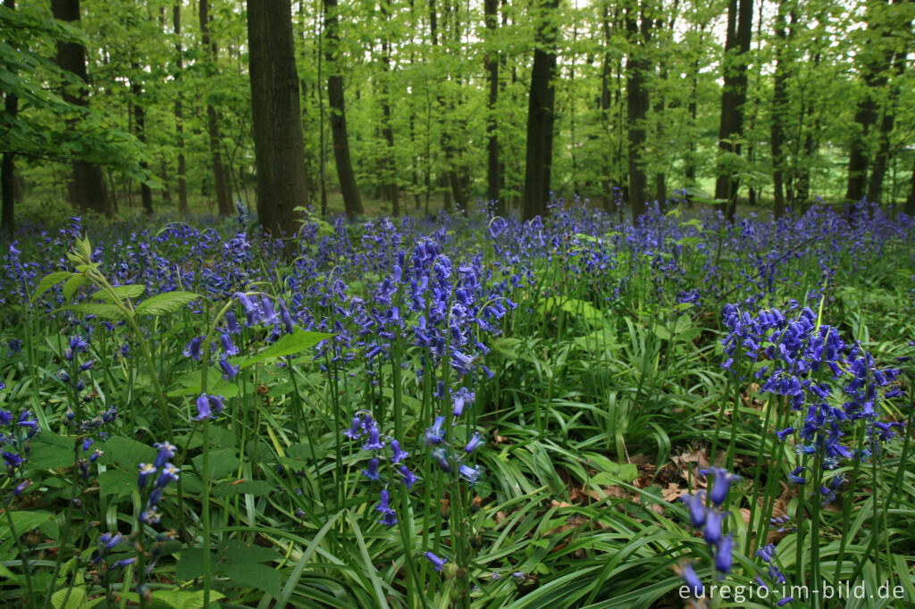 Detailansicht von Das Hasenglöckchen - im "Wald der blauen Blumen" bei Doveren