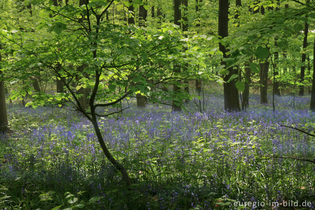 Detailansicht von Das Hasenglöckchen - im "Wald der blauen Blumen" bei Doveren