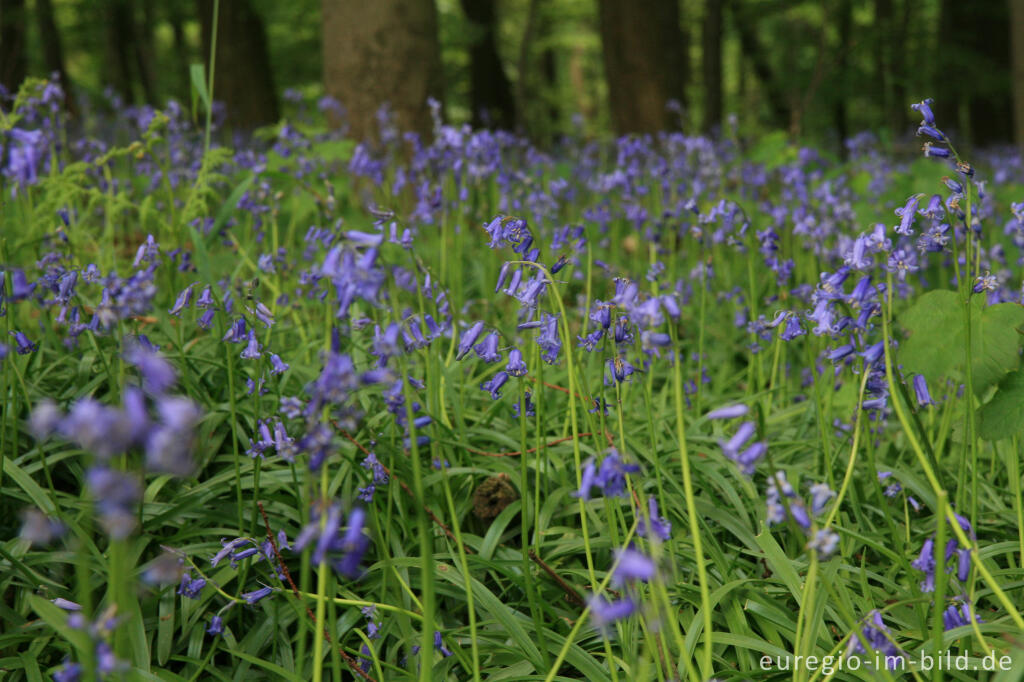 Detailansicht von Das Hasenglöckchen - im "Wald der blauen Blumen" bei Doveren